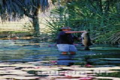 Faszinierende Tierwelt-NT Tiere Barra.jpg